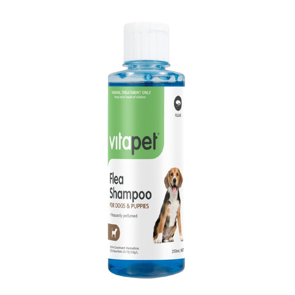 Soin vétérinaire pour chien